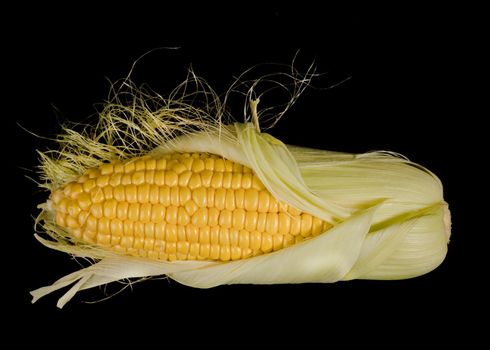 Ripe corn in a head of cabbage half peeled from the husk on a black background in isolation