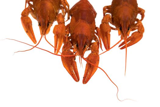 Red Crayfish on a white background in isolation