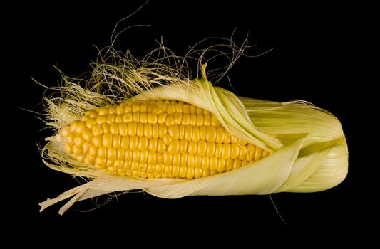 a swing of young corn, half peeled from the husk on a black background isolated