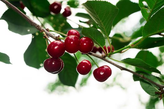 fruits of ripe red cherry weigh on a tree branch