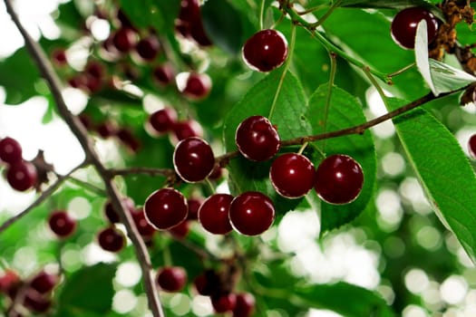 fruits of ripe red cherry weigh on a tree branch