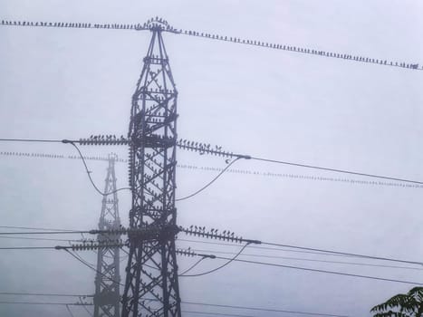 Many birds are sitting on the power line at mist.  horizontal view