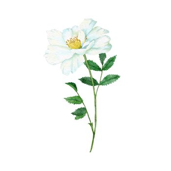 Watercolor hand drawn illustration of white wild rose with green leaf leaves, elegant dog-rose floral flower blossom petals, natural plant greenery. Nature herb, pastel wedding concept for print invitations.