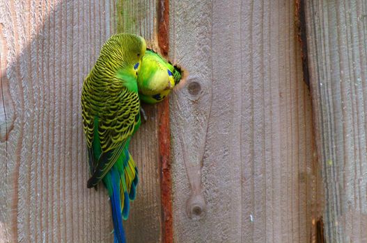 A parakeet pair taking care of each other