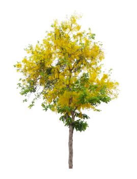 Cassia fistula tree or Golden shower National tree of Thailand and isolated on white background, Save clipping path.
