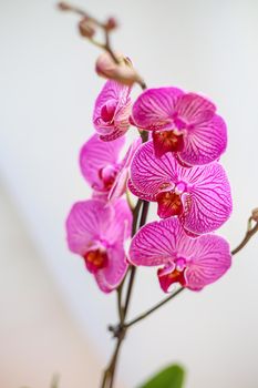 Beautiful tropical orchid flower. isolated purple orchid flower. white background