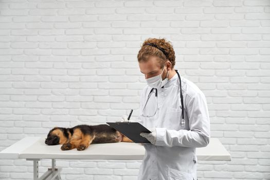 Male vet holding folder making notes near sleeping pedigree puppy in clinic.