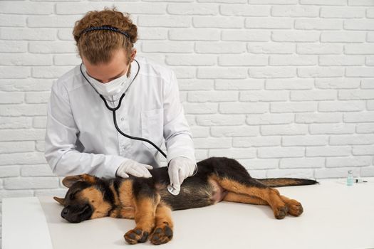 Professional vet examining heartbeat of german shepherd puppy on white table.