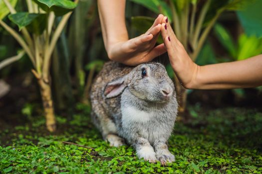 Hands protect rabbit. Cosmetics test on rabbit animal. Cruelty free and stop animal abuse concept