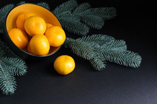Tangerines with a sprig of spruce on a dark background.