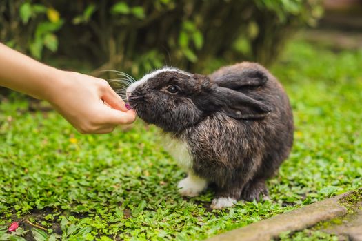 Hands feed the rabbit. Cosmetics test on rabbit animal. Cruelty free and stop animal abuse concept