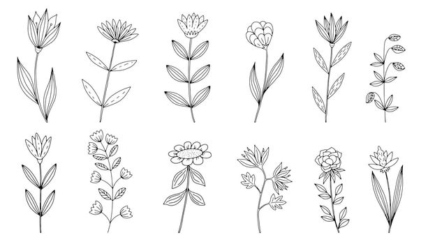 Vector doodle hand drawn flowers and herbal design elements. Line art leaves and floral objects.