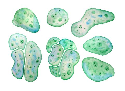 Unicellular green blue algae chlorella spirulina with large cells single-cells with lipid droplets. Watercolor illustration of macro zoom microorganism bacteria for cosmetics biological biotech design.
