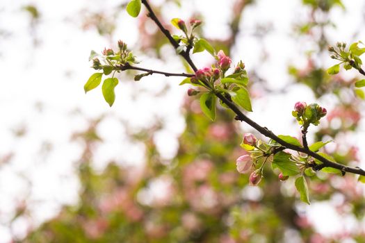 Blooming apple tree in spring after rain