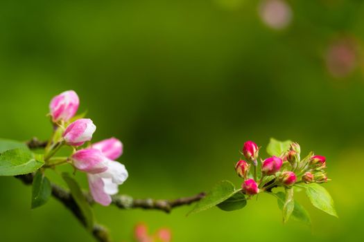 Blooming apple tree in spring after rain