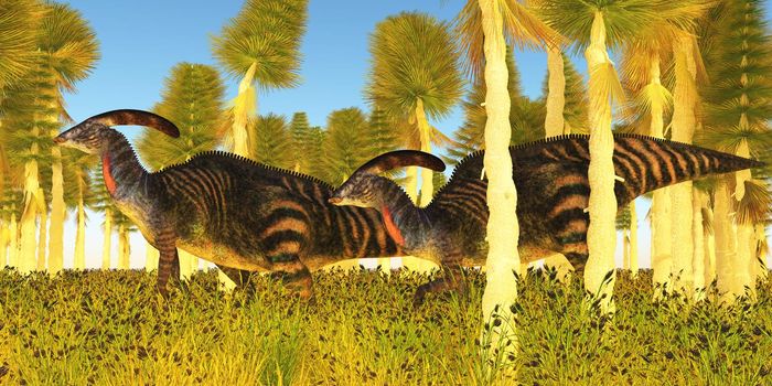 Two herbivore Parasaurolophus Hadrosaur dinosaurs travel through a Cycad forest during the Cretaceous Period.