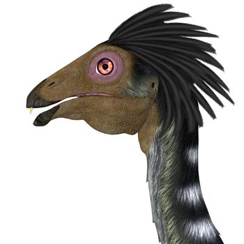 Caudipteryx Carnivorous Oviraptor