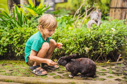The boy feeds the rabbit. Cosmetics test on rabbit animal. Cruelty free and stop animal abuse concept