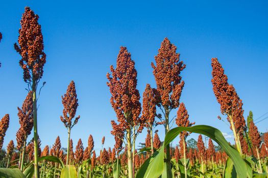 Sorghum also called great millet, Indian millet are cereal grain plant of the grass family