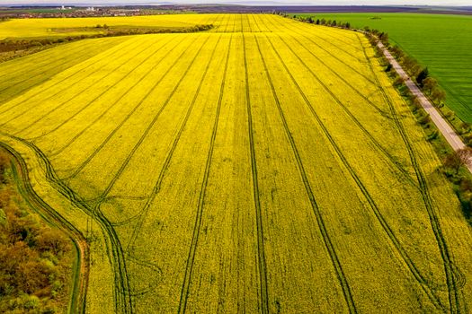Aerial shot of field with a tractor traces on the agricultural field sowing. Rapeseed field