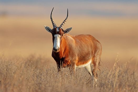 Blesbok antelope standing in grassland