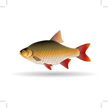 Rudd. Freshwater fish of the carp family. Realistic illustration. Vector Image.