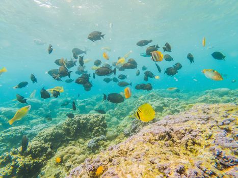 Underwater life landscape. Fish shoal at coral reef ocean underwater