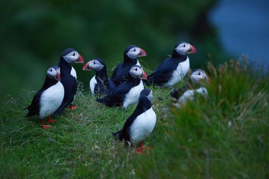Puffin colony at Dyrholaey, Iceland 