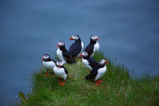 Puffin colony at Dyrholaey, Iceland 