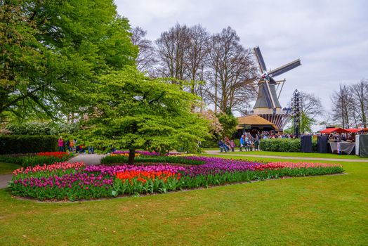 Big retro stone windmill and tulips in Keukenhof park, Lisse, Holland, Netherlands.
