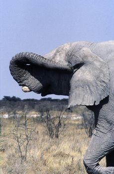 elephant in Etosha National Park