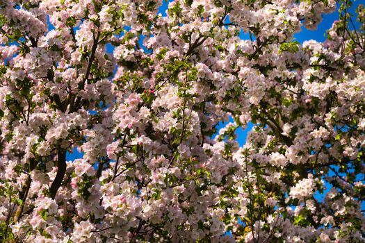 Background of apple tree branches with pink flowers on a blue sky background