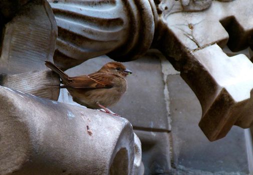 This fountain is an attraction for birds and humans