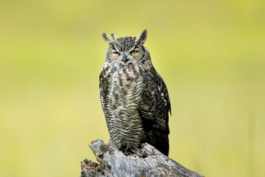Great Horned owl on a tree stump.