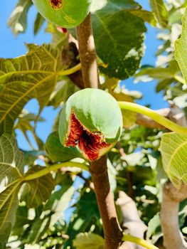 Rape fig fruits growing on a branch