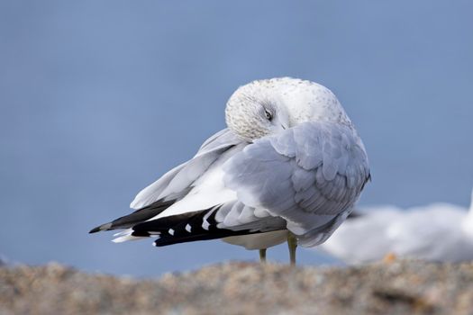 Ring billed gull nestled in its wings.