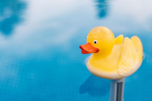 Close-up of a yellow rubber duck toy in the water. pool water texture. Pool background with floating rubber duck. to use text.