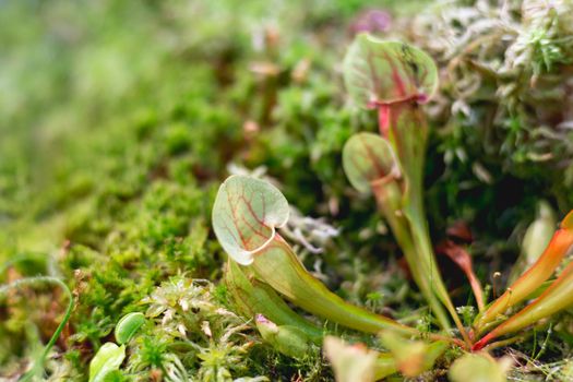 Sarracenia oreophila, also known as green pitcherplant. Close up photo of carnivorous plant.