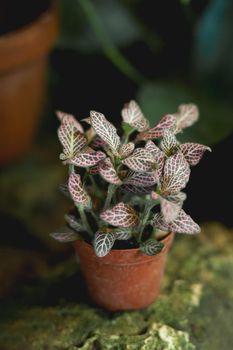 Fittonia or nerve plant in clay pot. Plant with colorful leaves.
