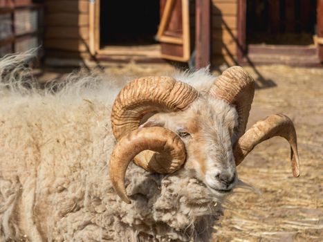 Portrait of male mini sheep or Ovis aries. Furry farm animal in paddock near barn. Animal husbandry.