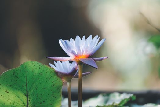 Lotus flower (Tropical water-lily)