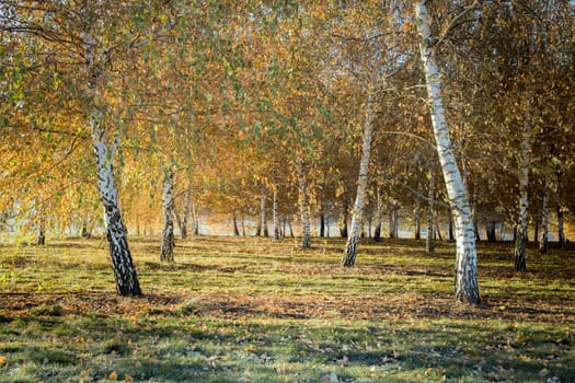 Birch trees in a field in autumn.