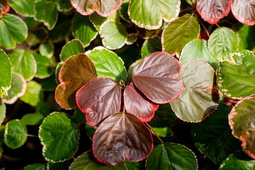 Closeup red autum leaf of iresine diffusa ,bloodleaf, herbstii plants.Irisine ornamental plant, beautiful and fresh leaf pattern, Tropic natural leaves