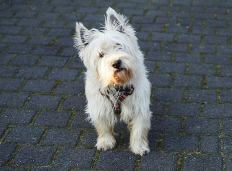 Intelligent looking dog, a white terrier