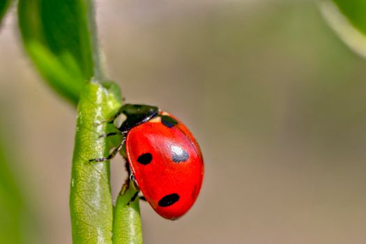 Beautiful red ladybug crawling on a green leaf, Beautiful natural background.