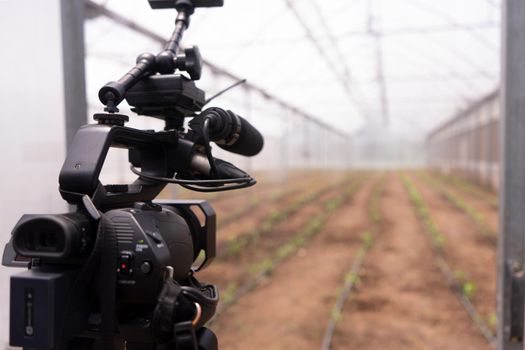 Camera filming a vegetable plantation inside a greenhouse with a controlled irrigation and temperature