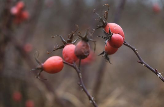 Rosehip in late autumn in the field.