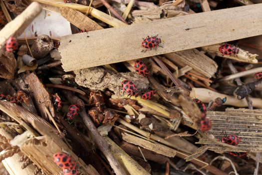 Close Up of Large Number of Ladybugs and Beetles Gather in Spring on Organic Debris on the Beach