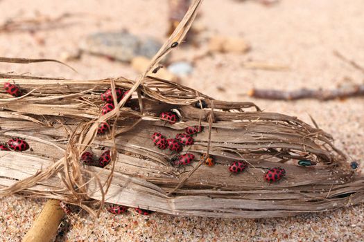 Close Up of Large Number of Ladybugs and Beetles Gather in Spring on Organic Debris on the Beach