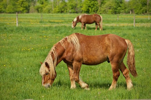 A Male Flaxen Chestnut Horse Stallion Colt Grazing in a Pasture Meadow on a Sunny Day